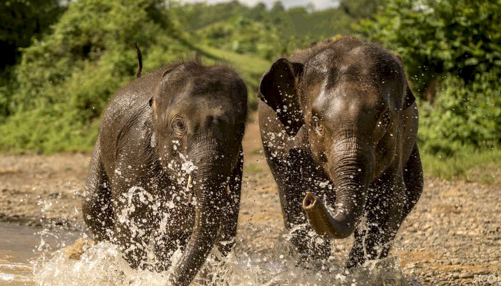 Elephant Village